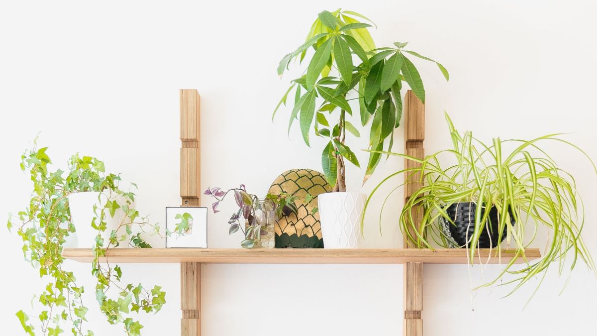 The wooden shelf fixed to the wall holds several small potted plants, showcasing effective plants organization and creating a lively atmosphere.