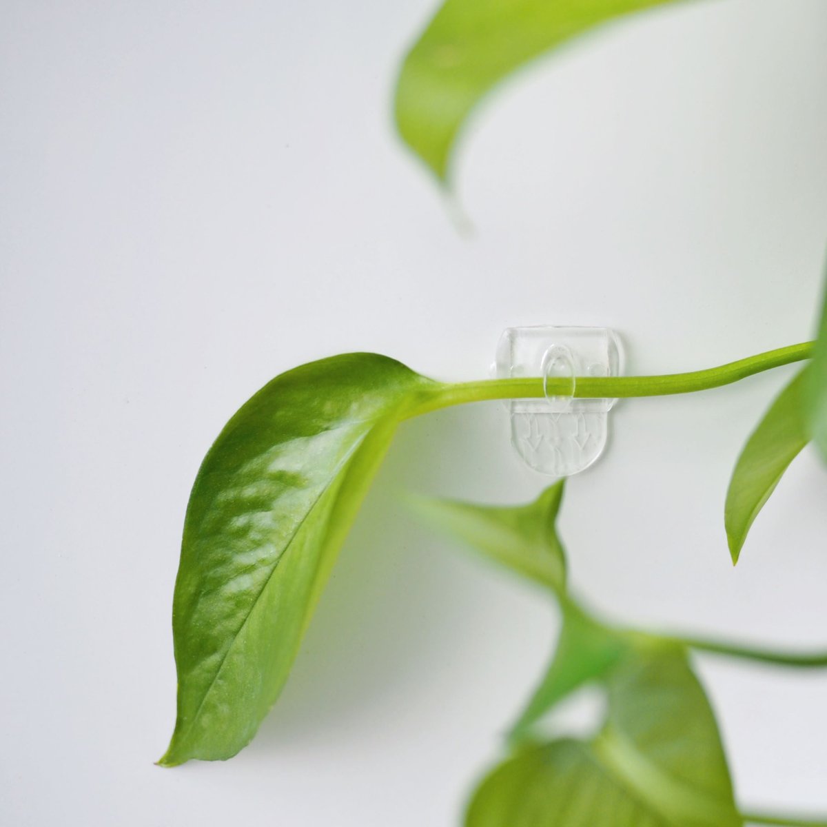Mini clips secure the plant stems to the wall, promoting organized growth with clips for plants organization.